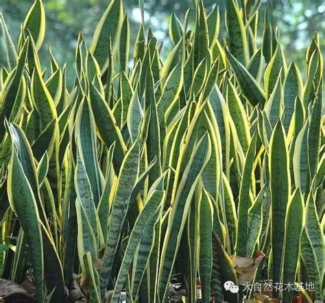 虎尾蘭養殖|虎尾蘭種植10問：不得不看的虎尾蘭的養殖方法